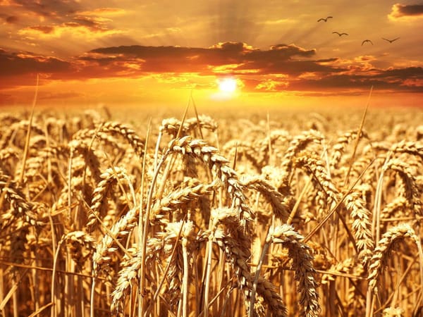 Listening for the Heart of God – A Reflection on Matthew 12:1-8